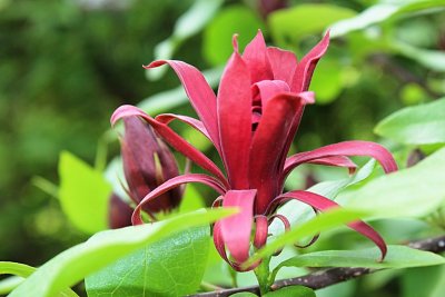 Calycanthus floridus - sazaník květnatý - detail květu